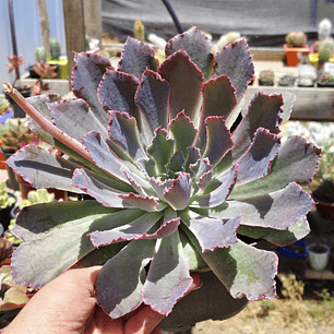 Echeveria Neon Breakers