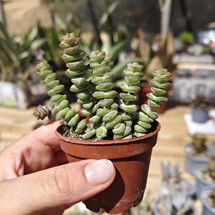 Crassula Marnieriana