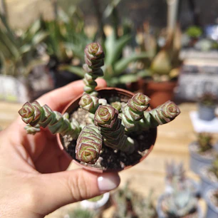 Crassula Marnieriana