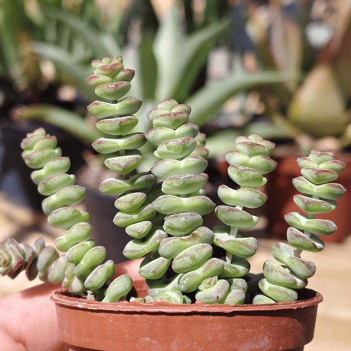 Crassula Marnieriana 3