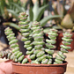 Crassula Marnieriana - Miniatura 3