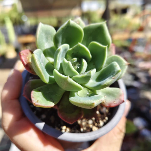 Echeveria Antigua