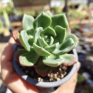 Echeveria Antigua