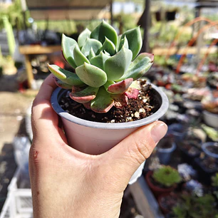 Echeveria Antigua
