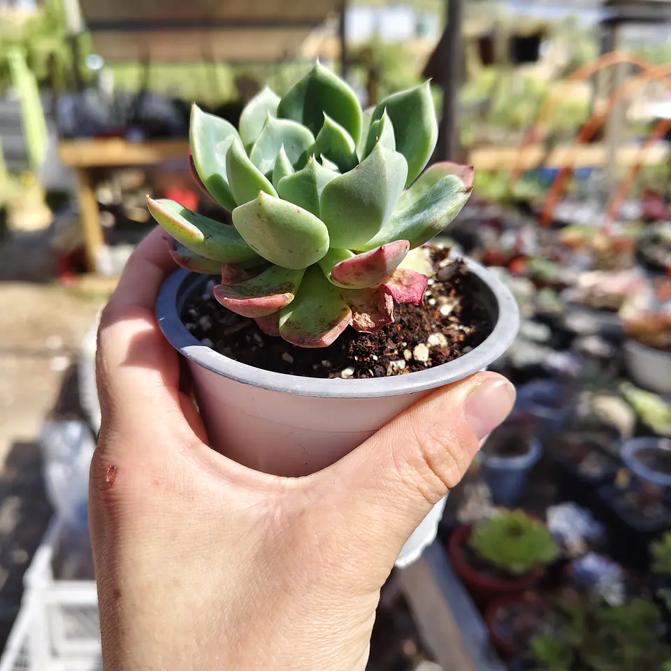 Echeveria Antigua 2