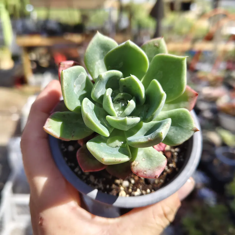 Echeveria Antigua 3