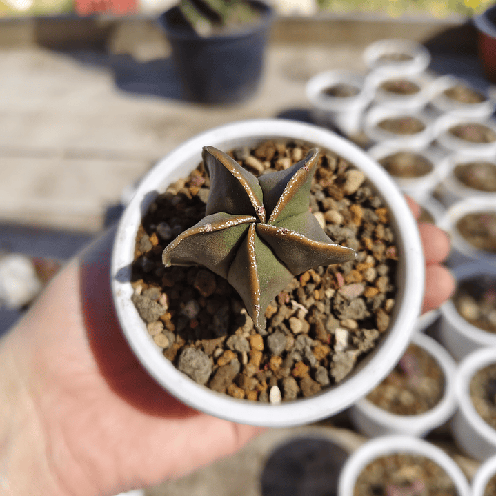 Astrophytum Myriostigma Nudum 2