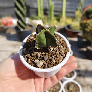 Astrophytum Myriostigma Nudum Var. Quadricostatum