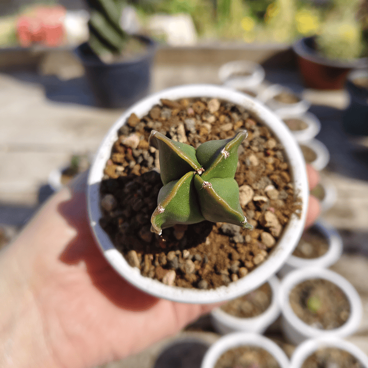 Astrophytum Myriostigma Nudum Var. Quadricostatum 2