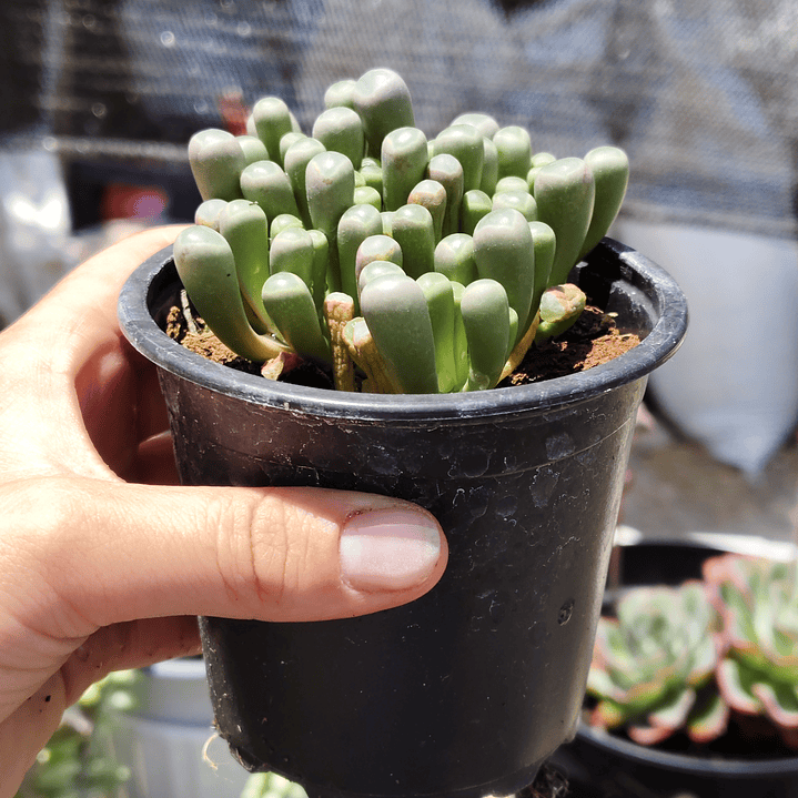 Fenestraria rhopalophylla 2