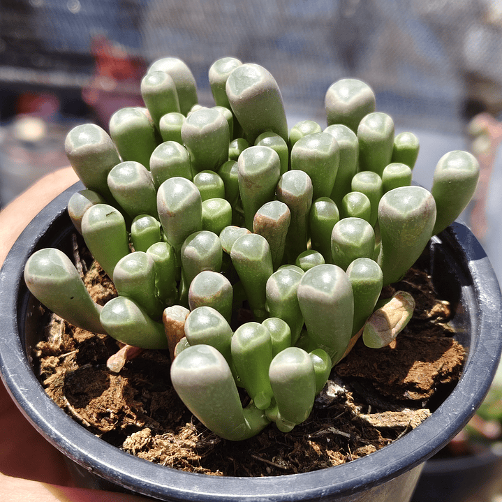 Fenestraria rhopalophylla 1