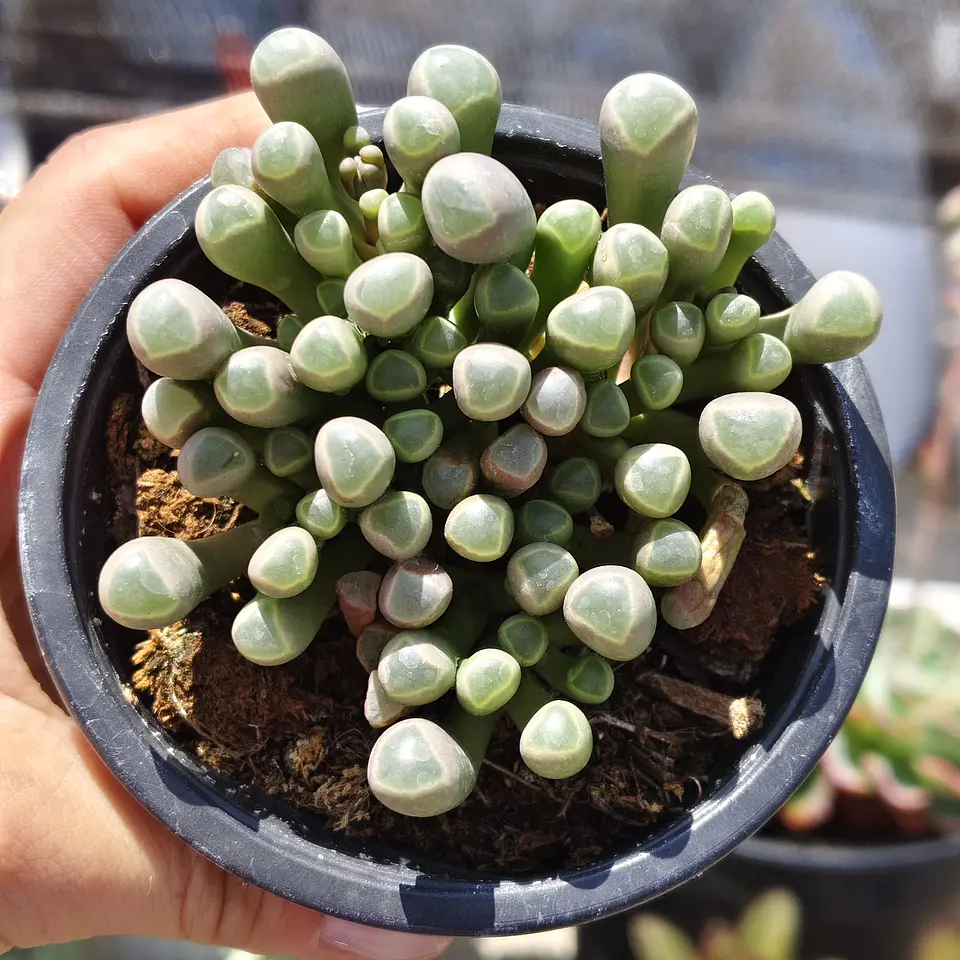 Fenestraria rhopalophylla 3