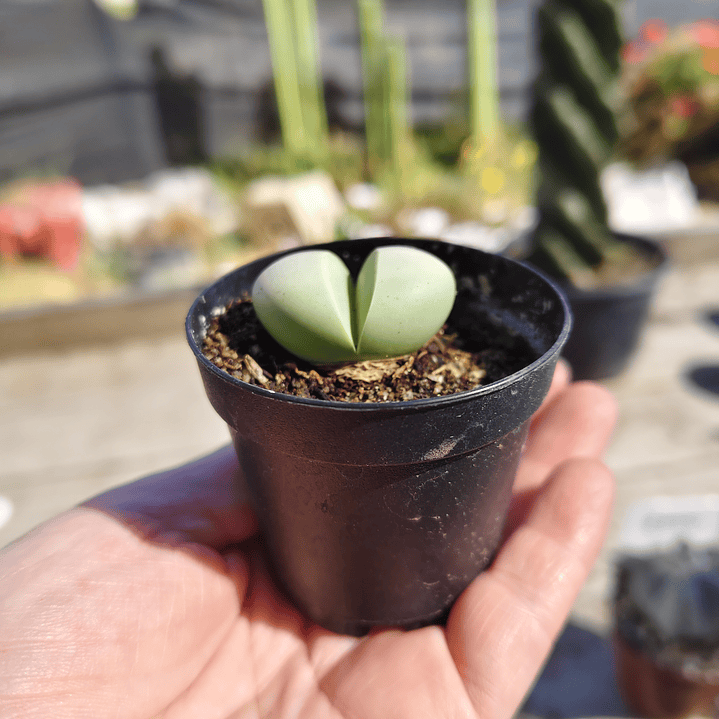 Argyroderma crateriforme  1