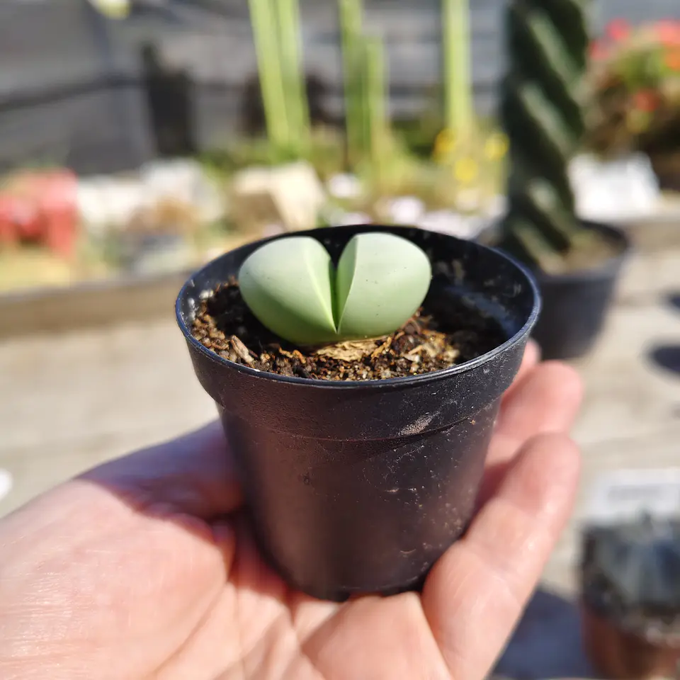 Argyroderma crateriforme  1