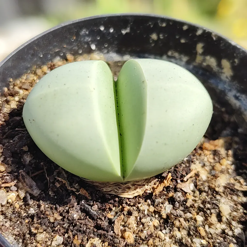 Argyroderma crateriforme  2