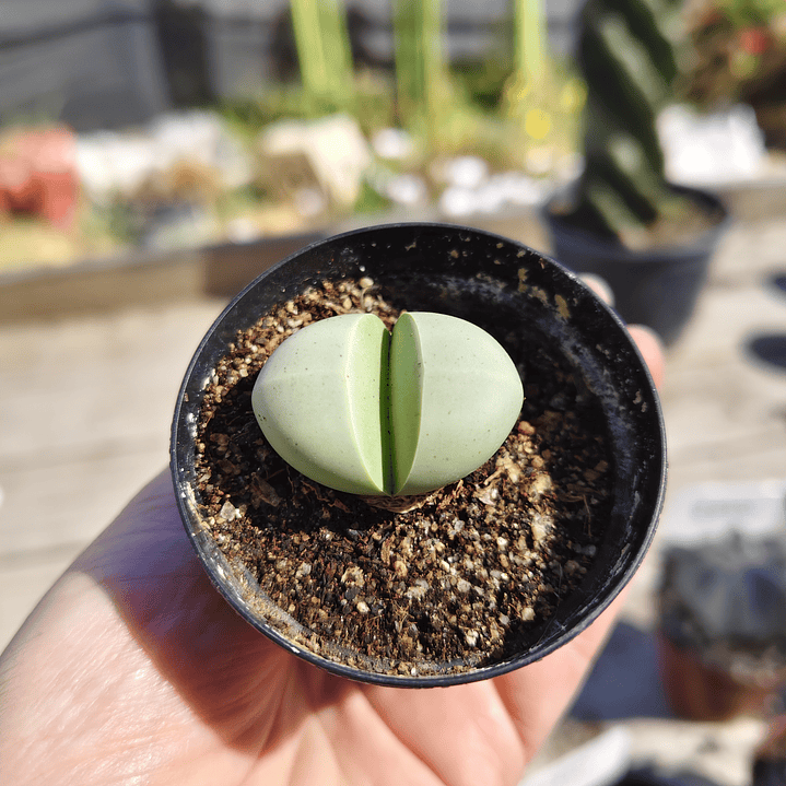 Argyroderma crateriforme  3