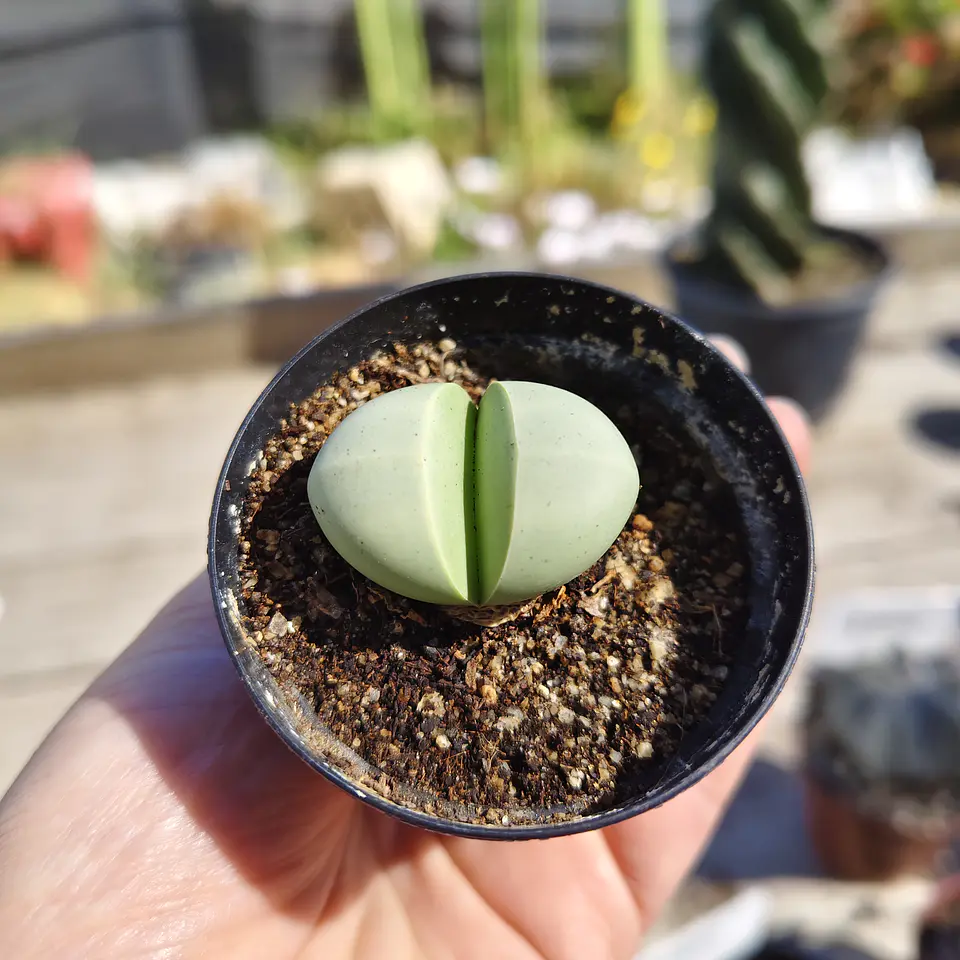Argyroderma crateriforme  3