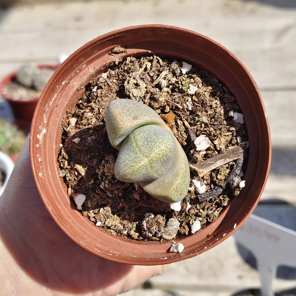 Pleiospilos Nelly 2
