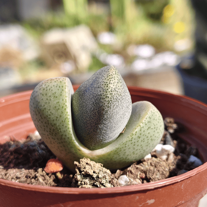 Pleiospilos Nelly 1