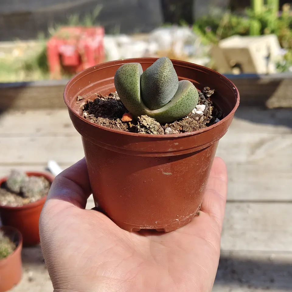Pleiospilos Nelly 3