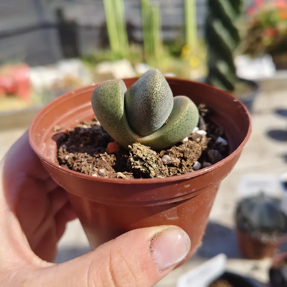 Pleiospilos Nelly 4