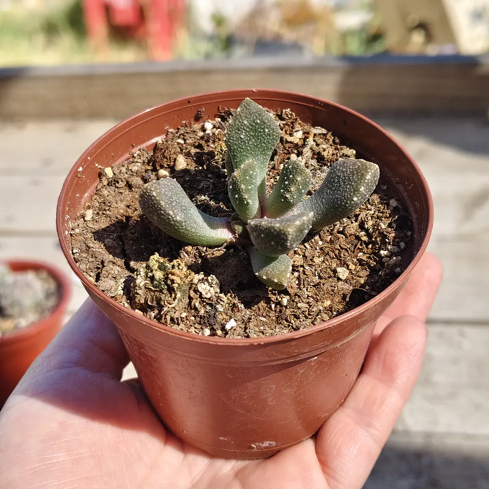 Titanopsis calcarea 2