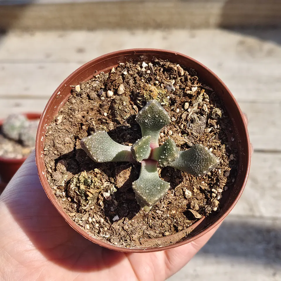 Titanopsis calcarea 3