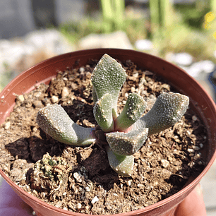 Titanopsis calcarea