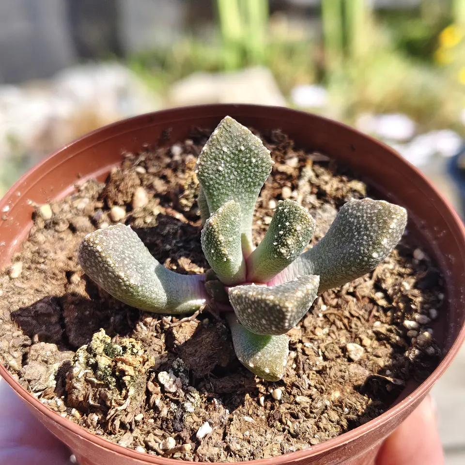 Titanopsis calcarea 1