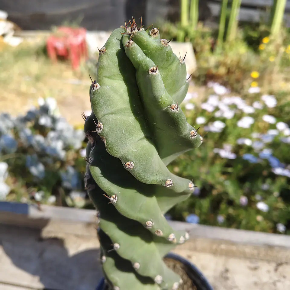 Cereus Forbesii Spiralis (Cactus espiral) 1