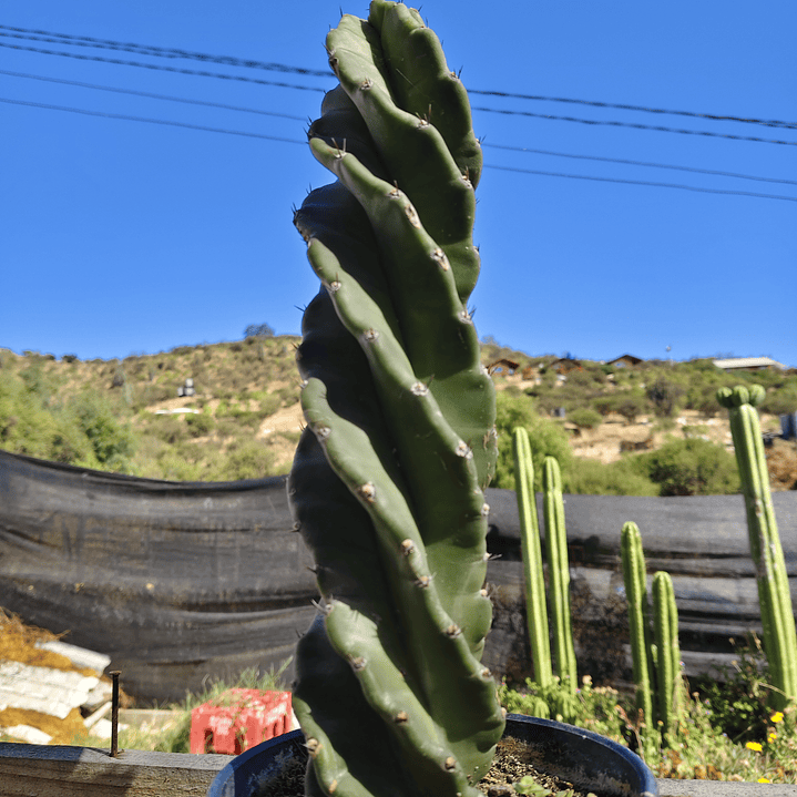Cereus Forbesii Spiralis (Cactus espiral) 2