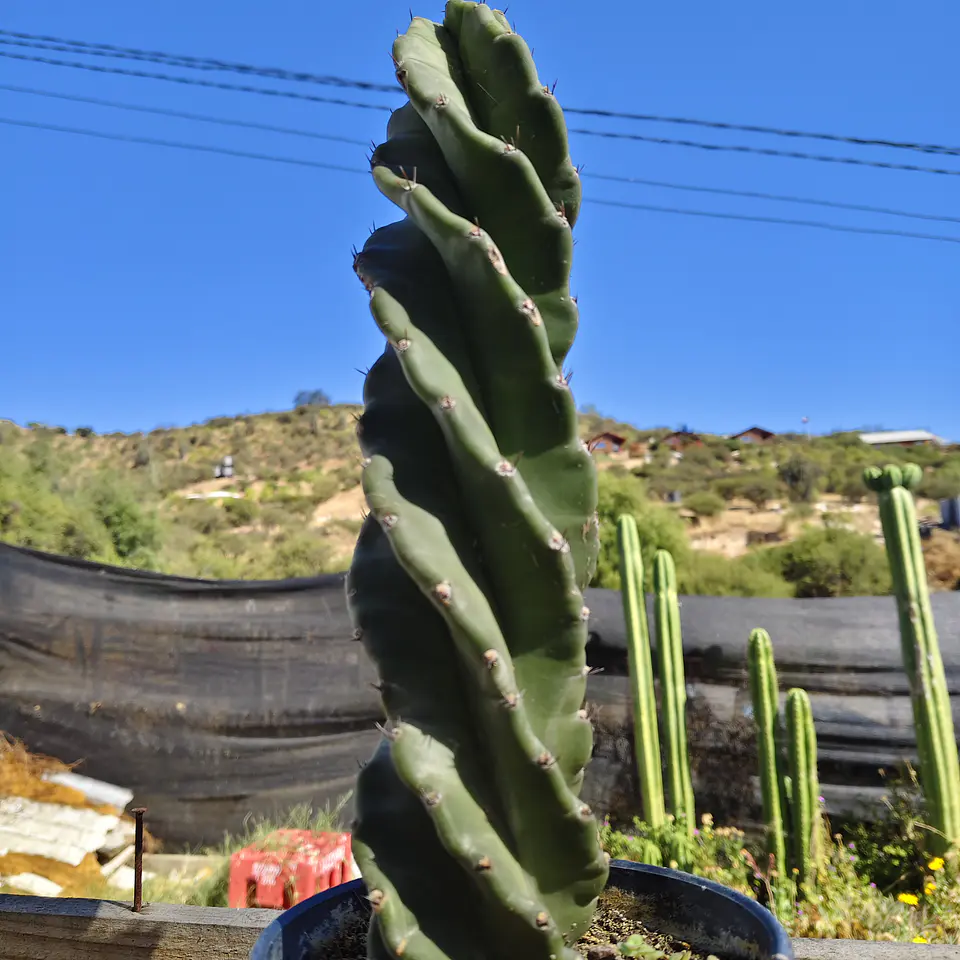 Cereus Forbesii Spiralis (Cactus espiral) 2