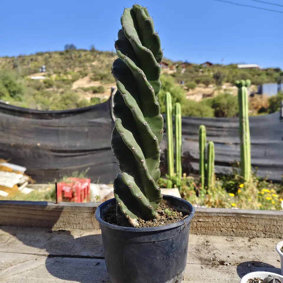 Cereus Forbesii Spiralis (Cactus espiral) 3