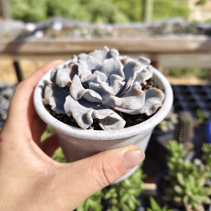 Echeveria Crispate Beauty  2