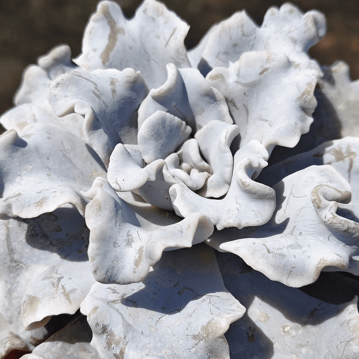 Echeveria Crispate Beauty  6