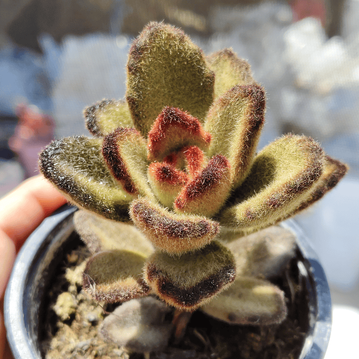 Kalanchoe 