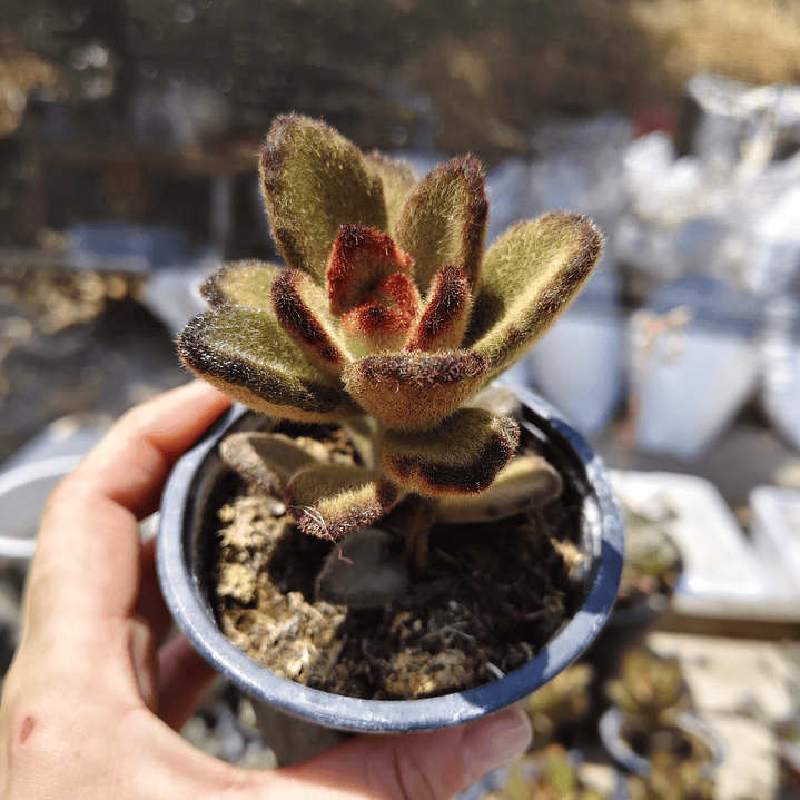 Kalanchoe 