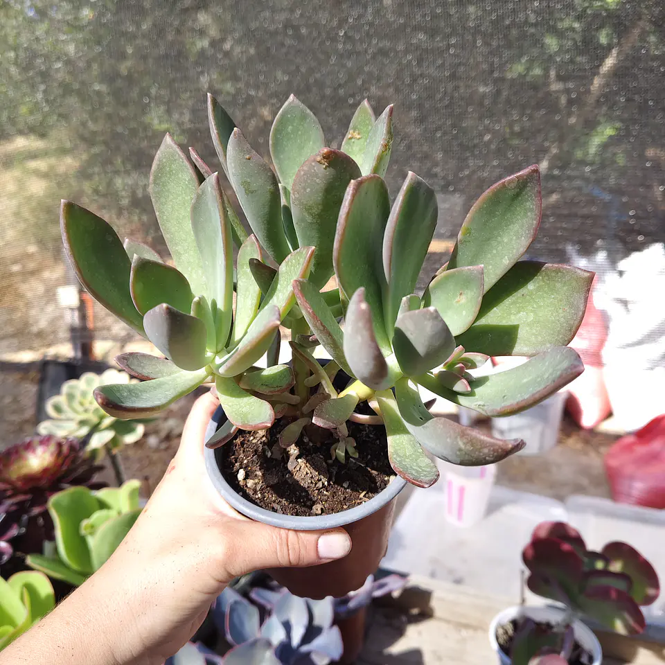 Pachyveria NN 1