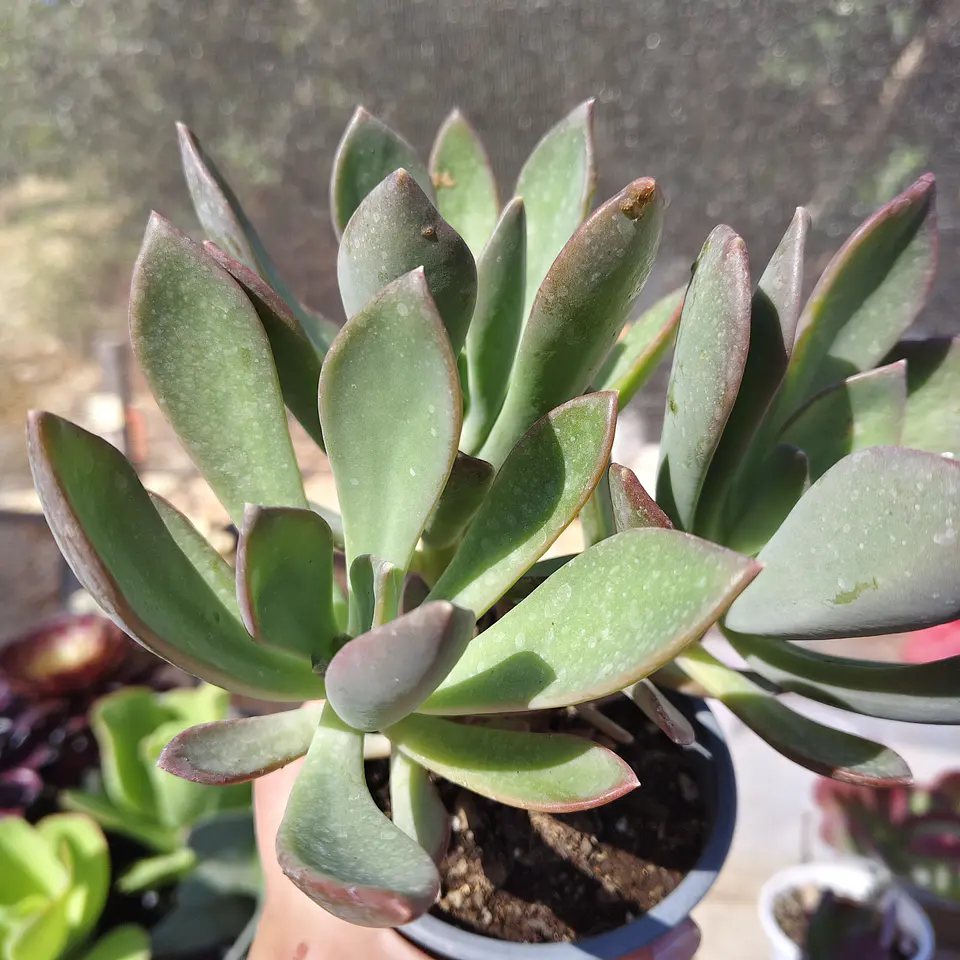 Pachyveria NN 2