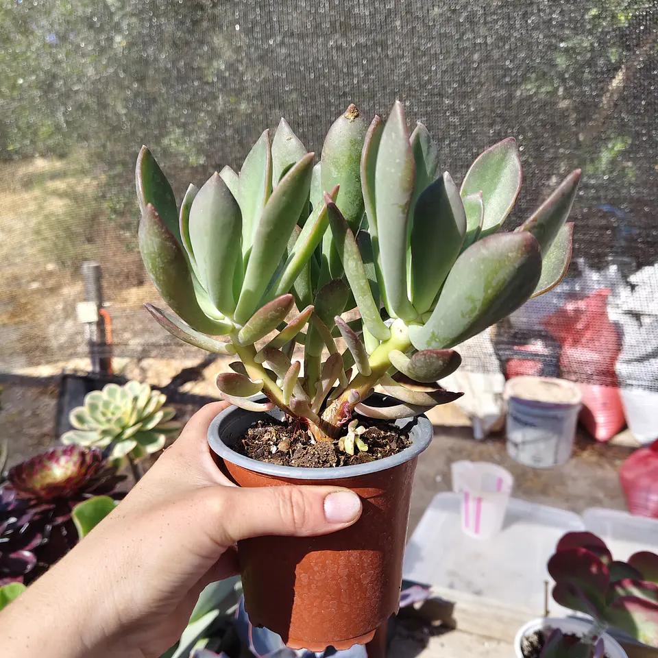 Pachyveria NN 3