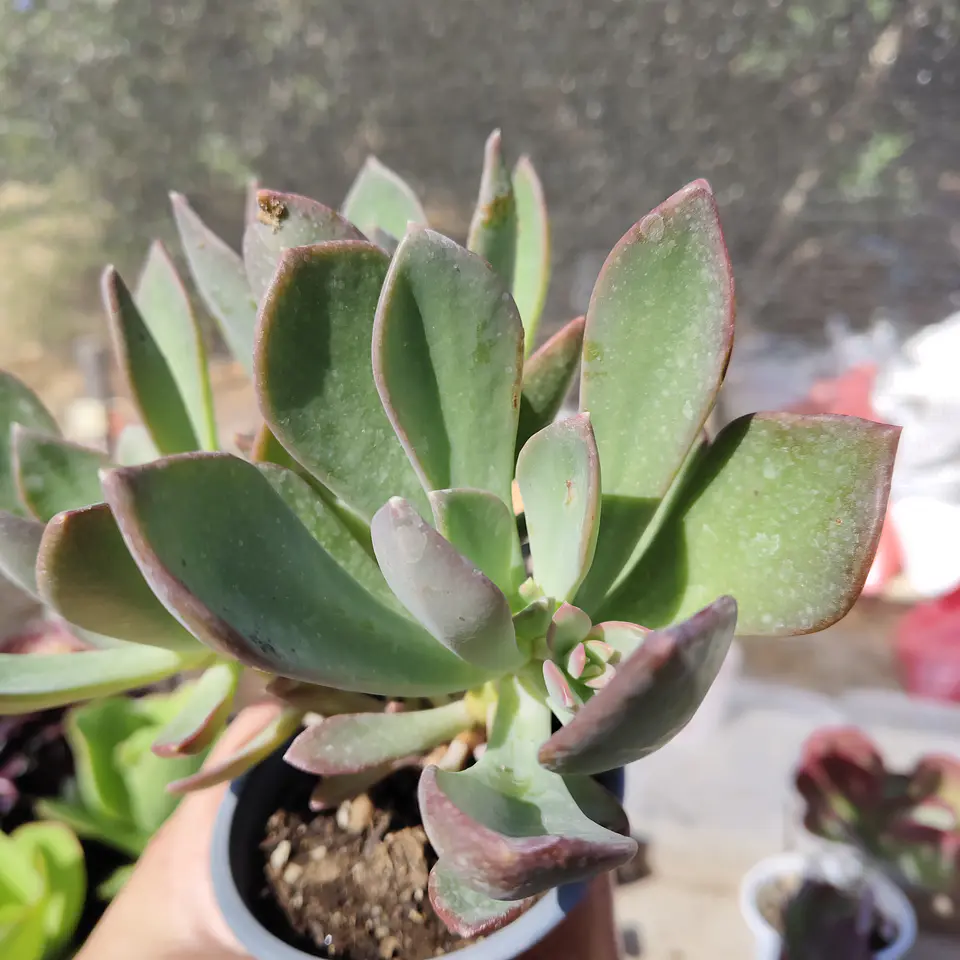 Pachyveria NN 4