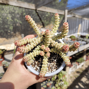 Crassula Baby's Necklace Variegada
