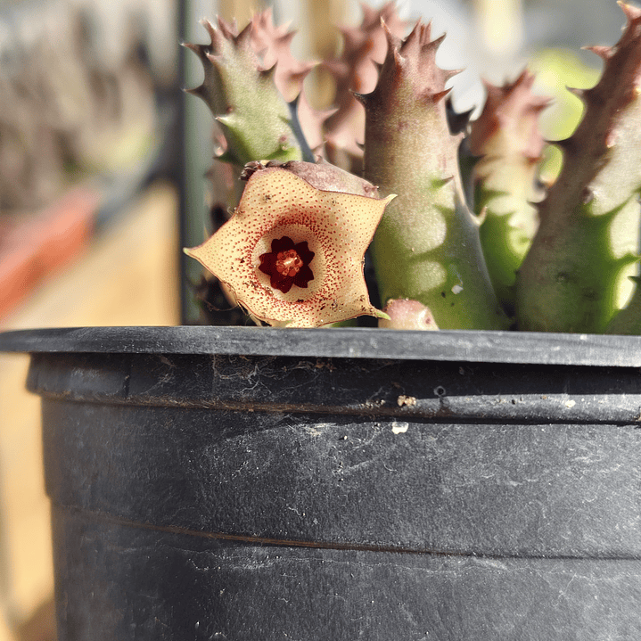 Huernia 