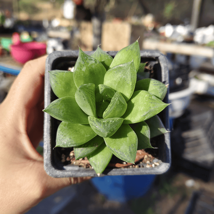 Haworthia Cymbiformis 2
