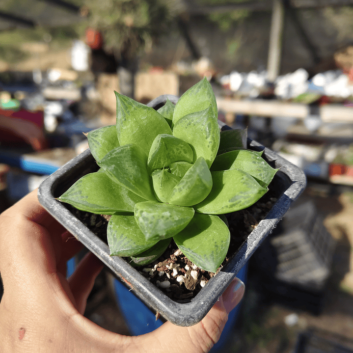 Haworthia Cymbiformis 3