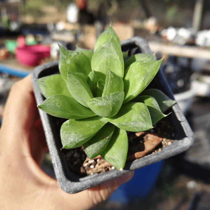 Haworthia Cymbiformis 4