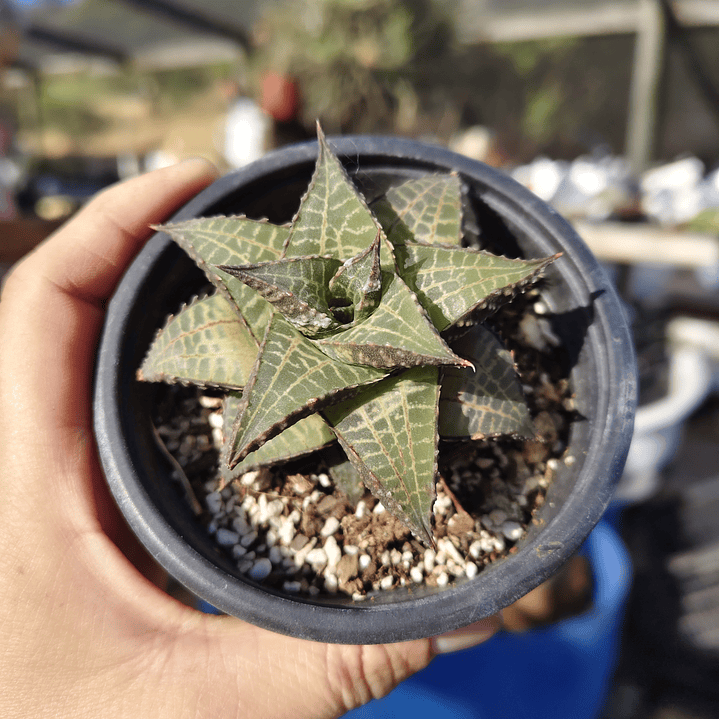 Haworthia  tessellata 2