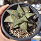 Haworthia  tessellata - Miniatura 3
