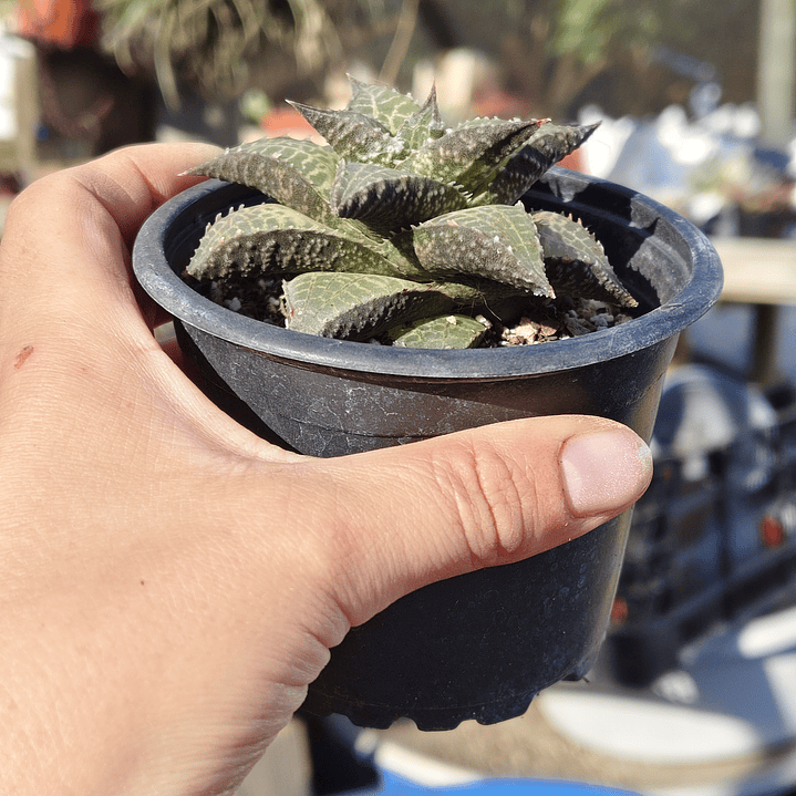 Haworthia  tessellata 4