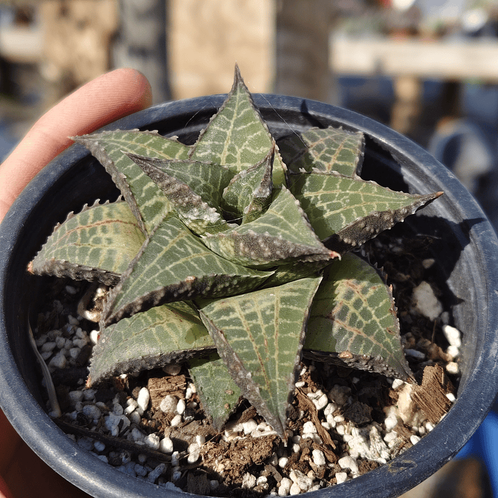 Haworthia  tessellata 5